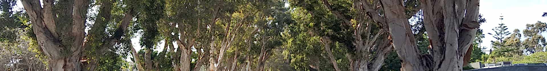 Mar Vista
